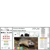 گونه موش خاردار Eastern Spiny Mouse